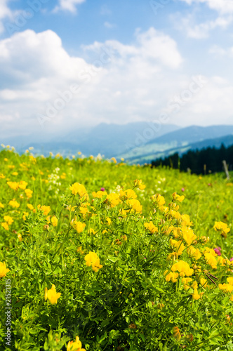 Blumenwiese im Sommer  Voralpenland  Erholung