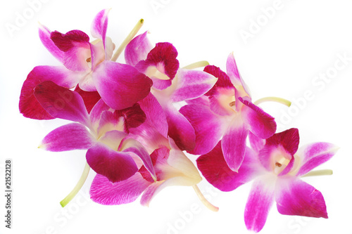 Pinke Orchideen