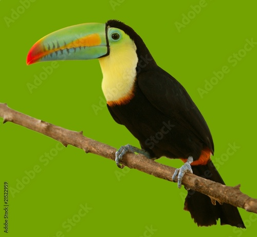 south american toucan colorful bird