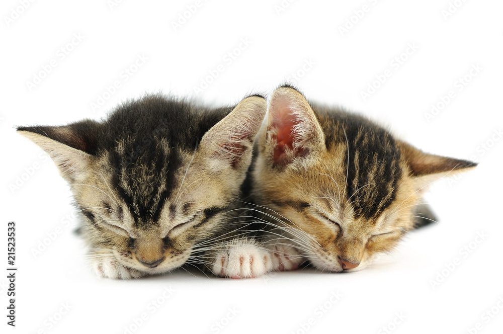 Fototapeta premium Śpiące kocięta