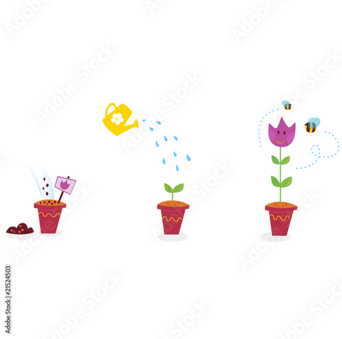Fototapeta Naklejka Na Ścianę i Meble -  Garden flowers growth stages - tulip. Vector Illustration