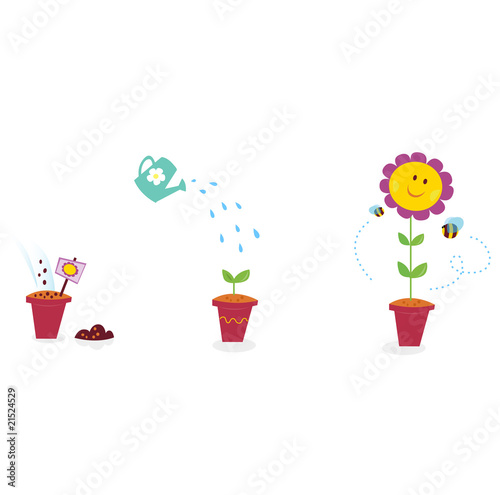 Garden flower growth stages - sunflower. Vector Illustration