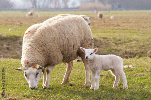 Schafe auf grüner Wiese © Esther Hildebrandt