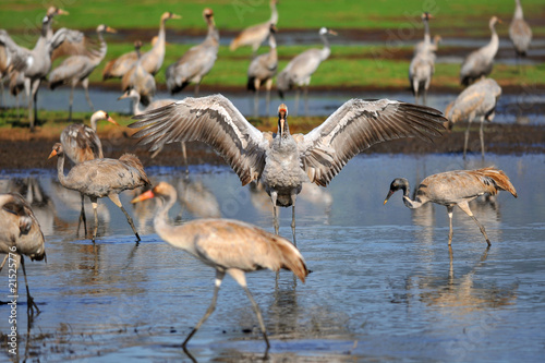 Common Cranes at Ahula Lake, Israel photo