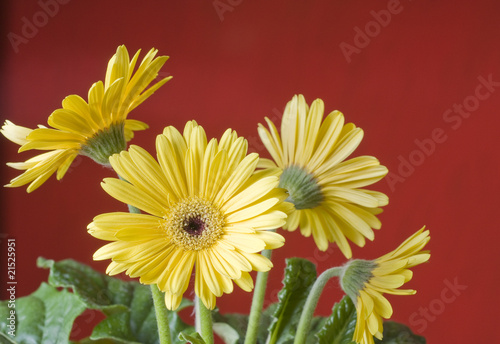 Fototapeta Naklejka Na Ścianę i Meble -  Yellow daisy over red background