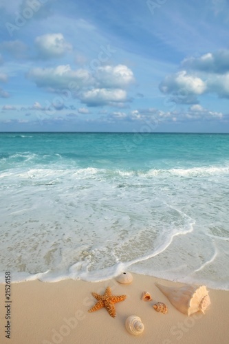 sea shells starfish tropical sand turquoise caribbean