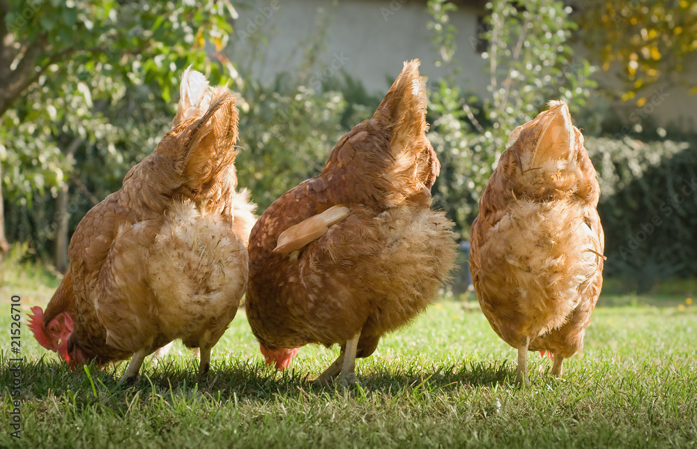 Fototapeta premium Hens in the farm