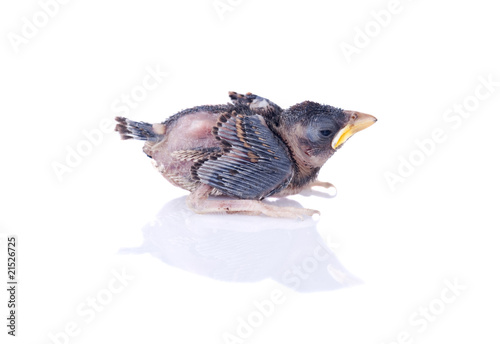 Fototapeta Naklejka Na Ścianę i Meble -  brood sparrow