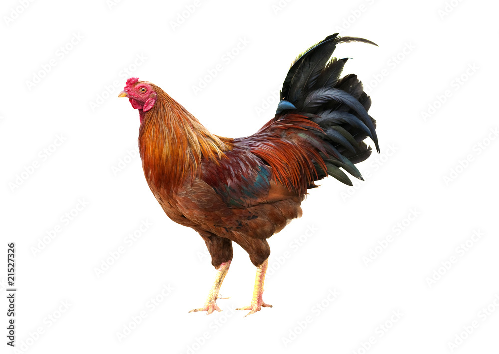 rooster