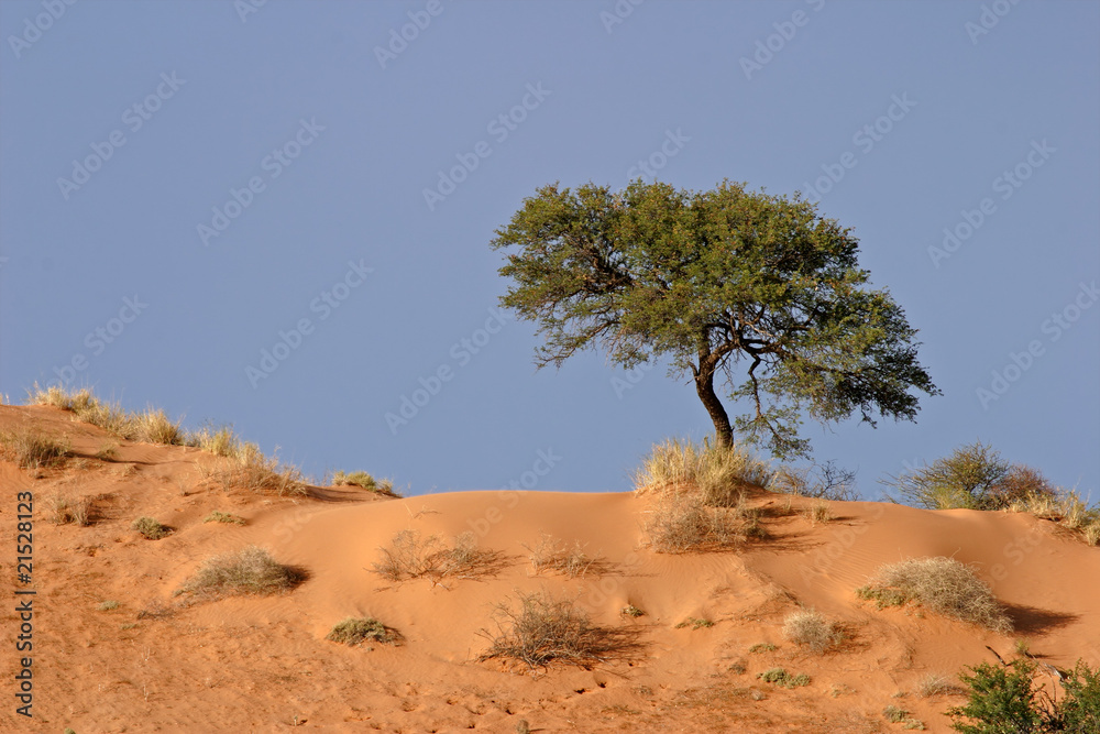 Camel thorn tree on sand dune, Kalahari, South Africa