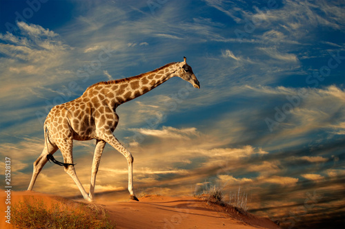 Giraffe on sand dune