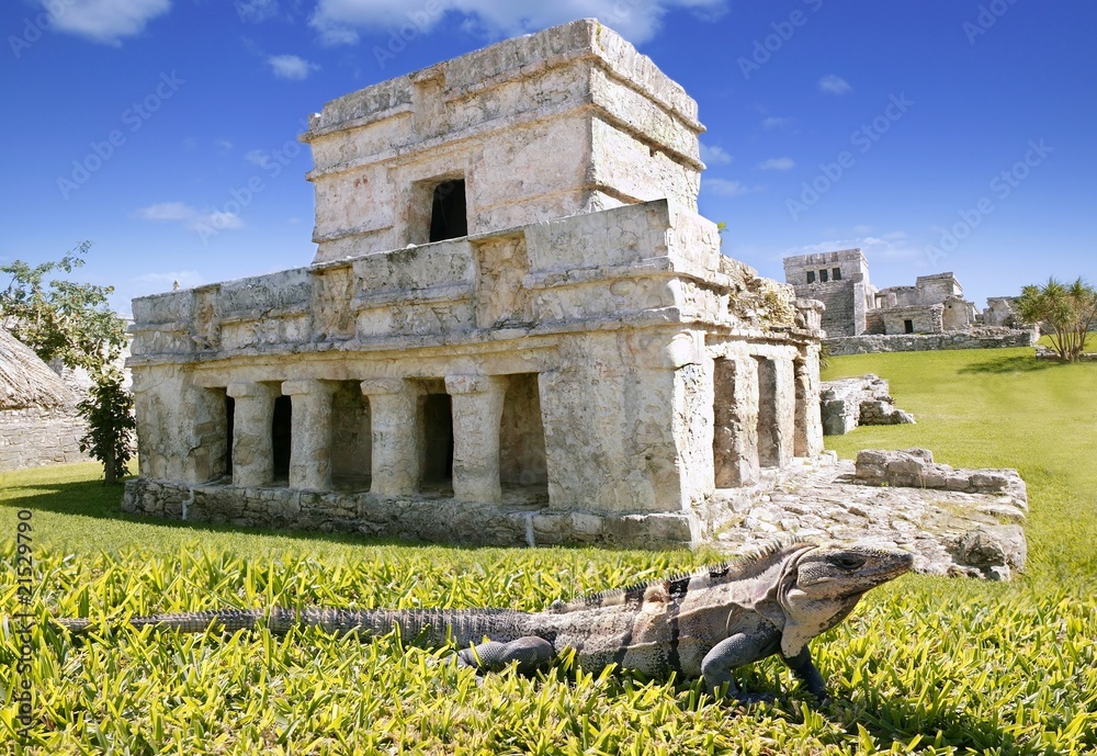 iguana on grass in Tulum mayan ruins