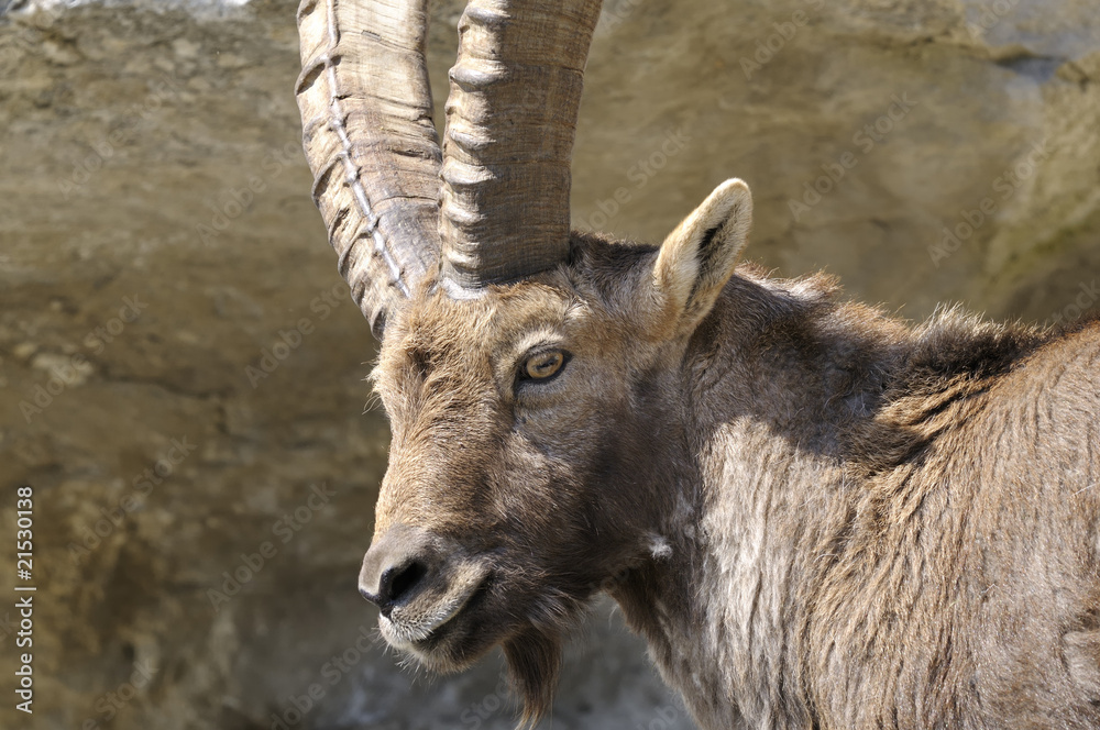 alpine ibex, capra Ibex