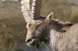 alpine ibex, capra Ibex