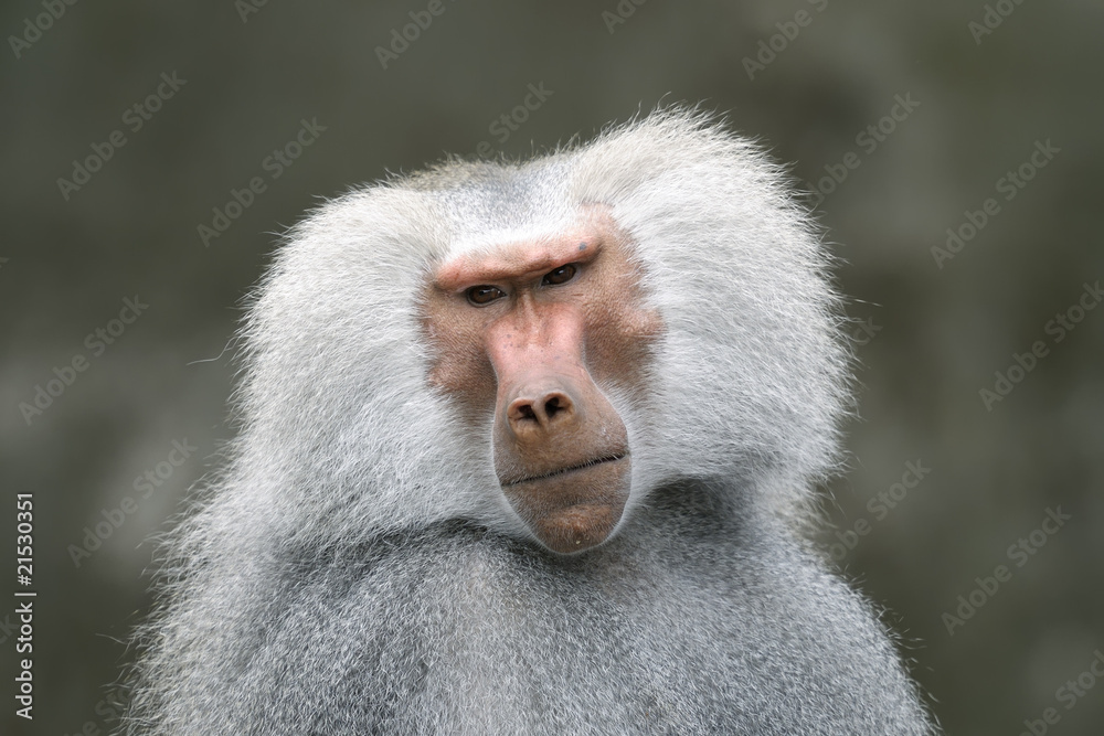 Obraz premium hamadryas baboon, papio hamadryas