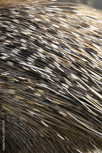 hystricidae, old world porcupine