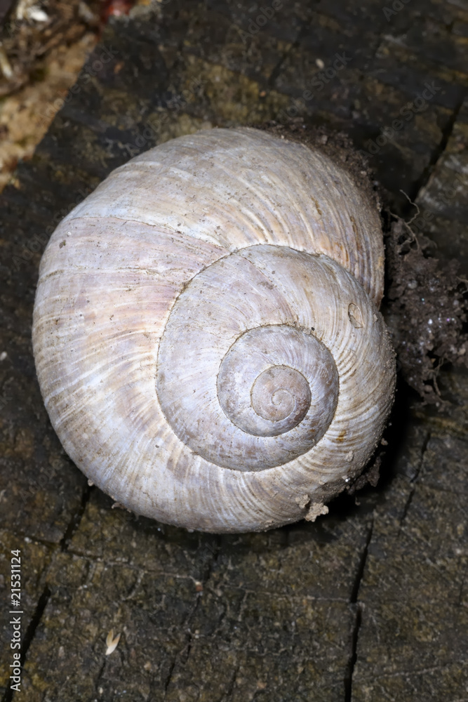 roman snail, helix pomatia