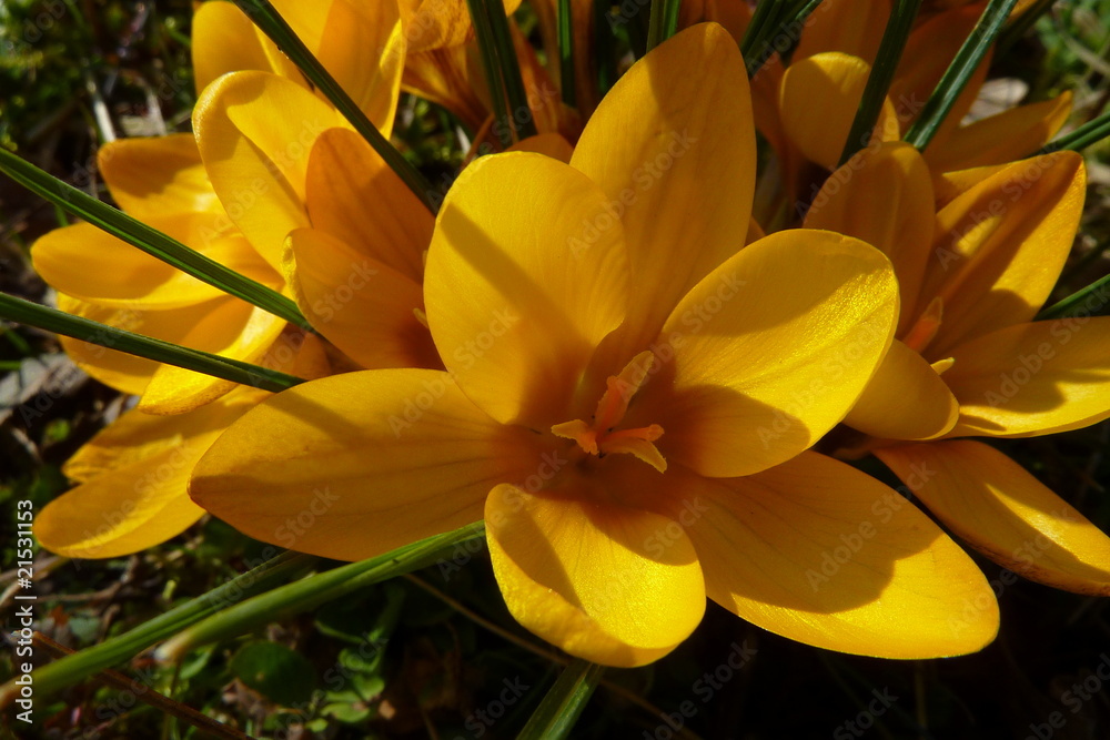 Obraz premium Krokus