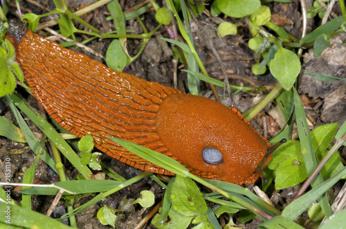 arion vulgaris, spanish slug