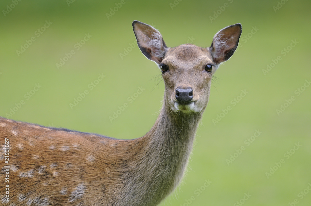 fallow deer, dama dama fallow deer, dama dama