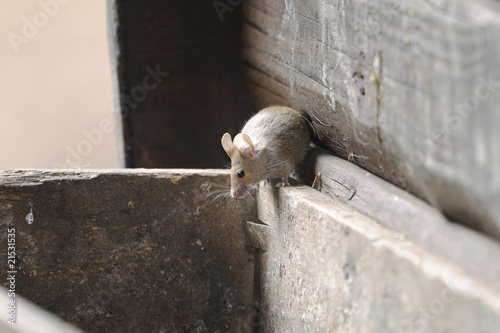 house mouse, musculus domesticus photo