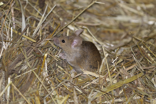 house mouse, musculus domesticus
