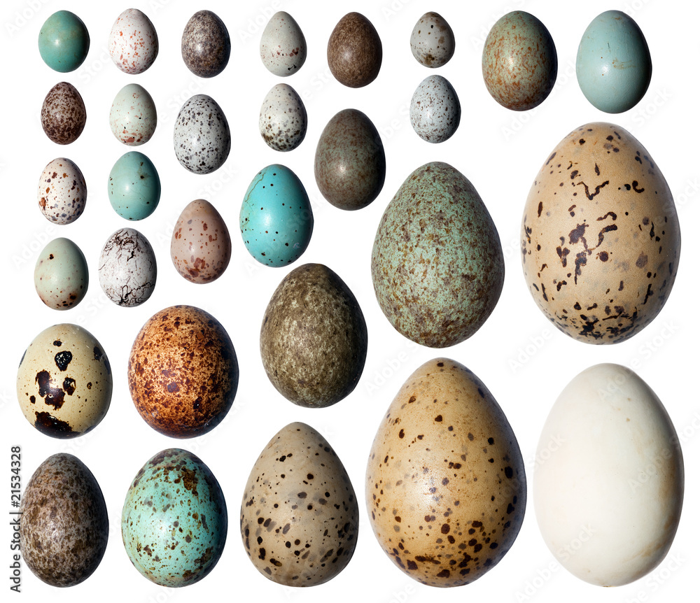 Obraz premium Collection of the bird's eggs.