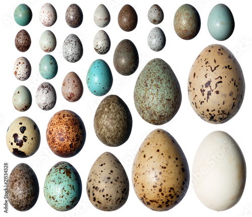 Collection of the bird's eggs.