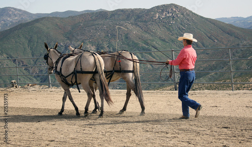 Teamwork - Hand Driving the Mules