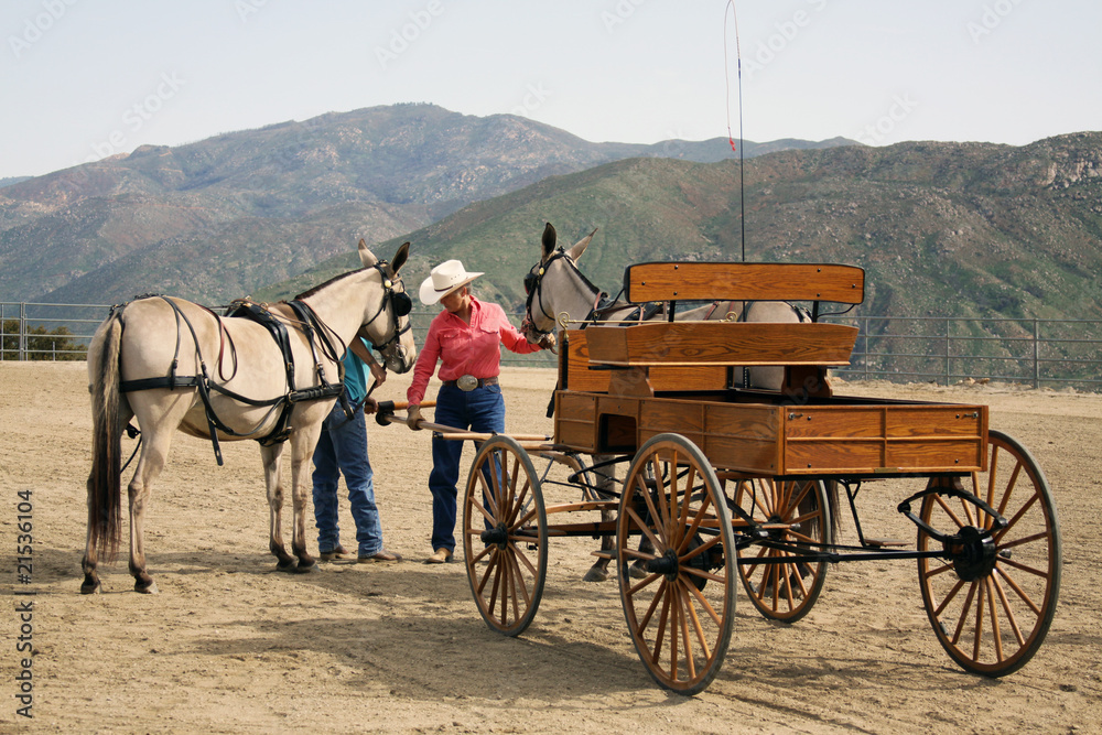 Fototapeta premium Hitching Up The Mules