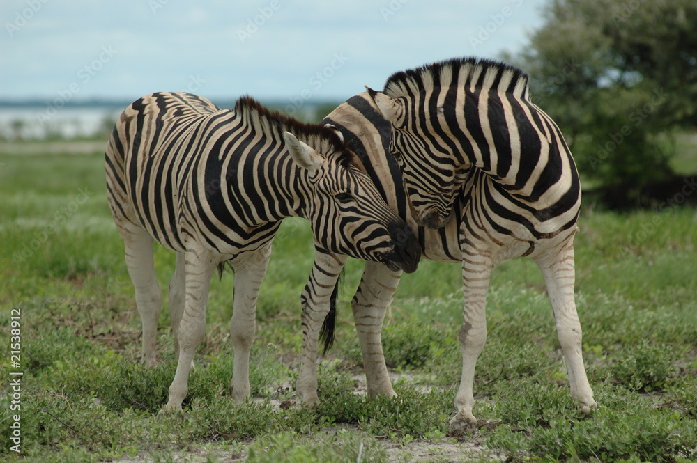 Fototapeta premium Zebras im Etoscha Nationalpark