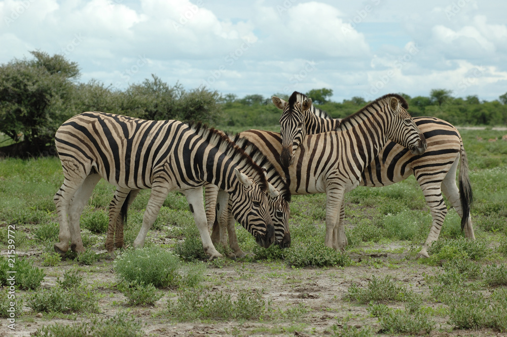 Obraz premium Zebras im Etoscha Nationalpark
