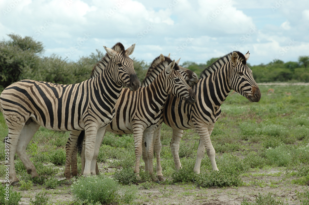 Naklejka premium Zebras im Etoscha Nationalpark