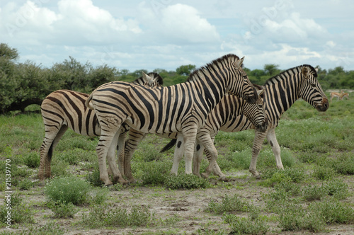 Zebras im Etoscha Nationalpark