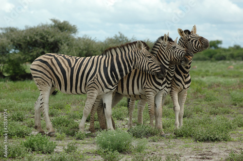 Zebras im Etoscha Nationalpark