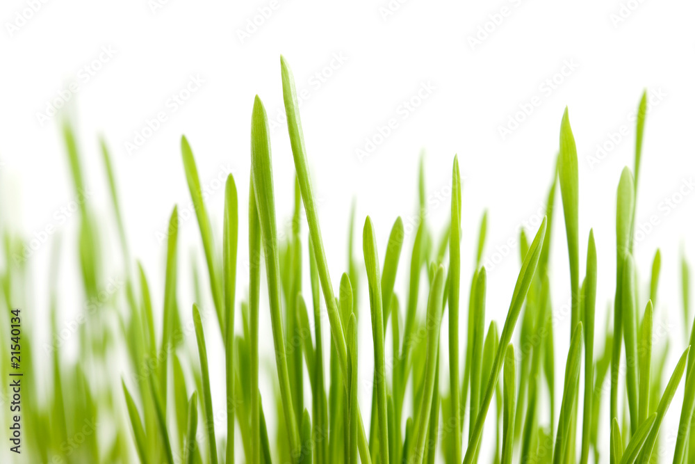 Green grass Green grass