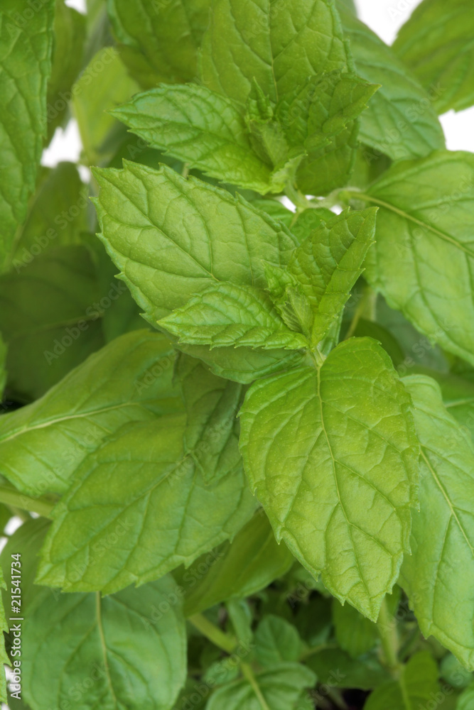Mint Herb Leaves