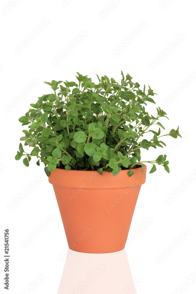 Marjoram Herb Plant