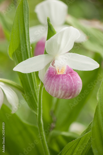 single verticle lady slipper