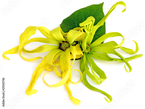 fleurs d'ylang-ylang photo