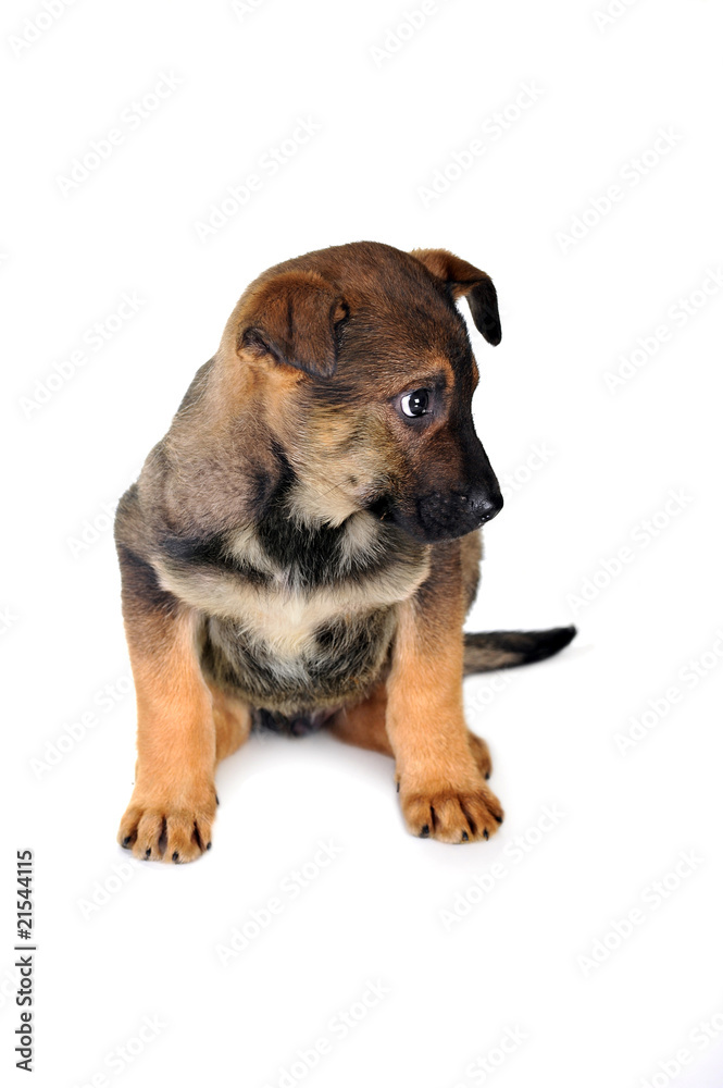 Obraz premium brown dog