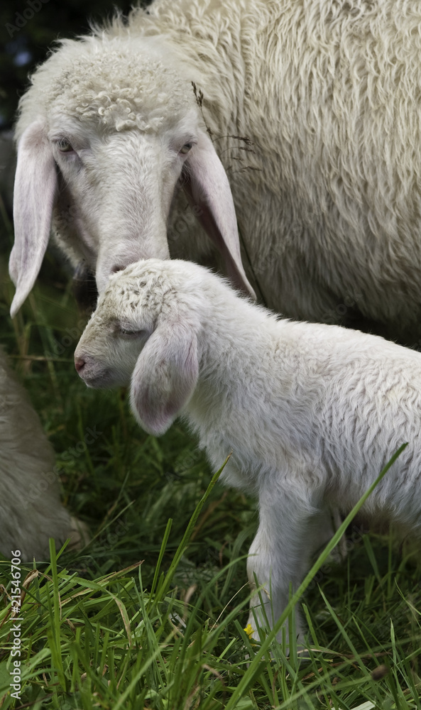 Obraz premium mother sheep and baby lamb