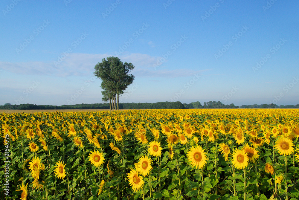 Sonnenblumenfeld - sunflowers field 05