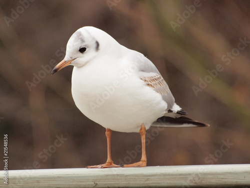 Möwe auf der Brücke photo