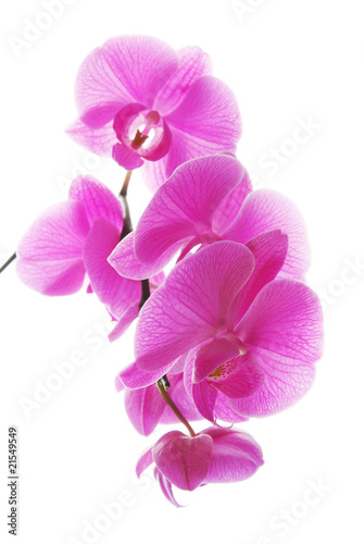Fototapeta Naklejka Na Ścianę i Meble -  Fresh violet orchids isolated on white background