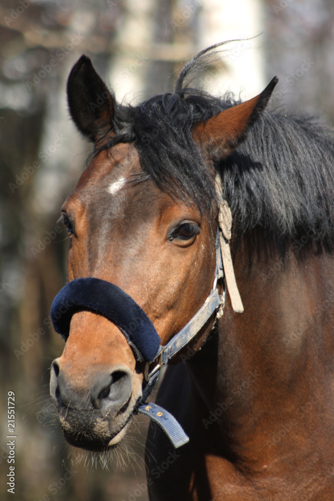 Obraz premium Brown horse