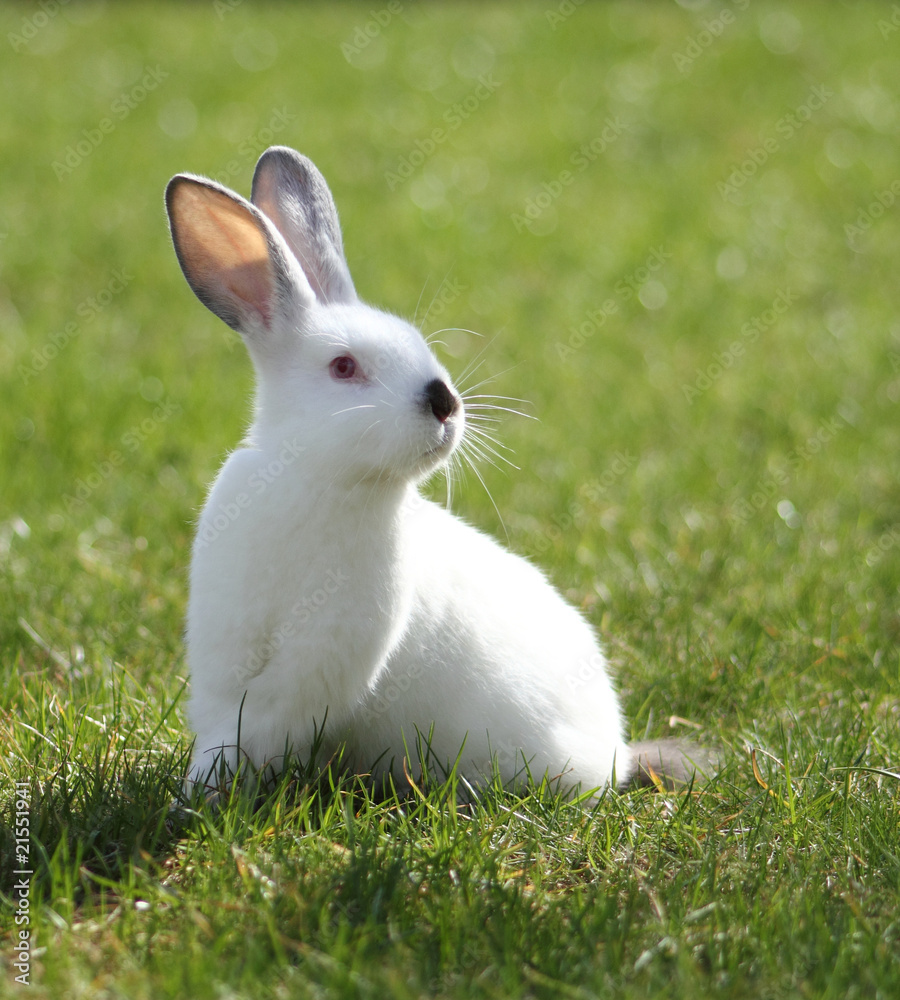 white rabbit standing on grass white rabbit standing on grass