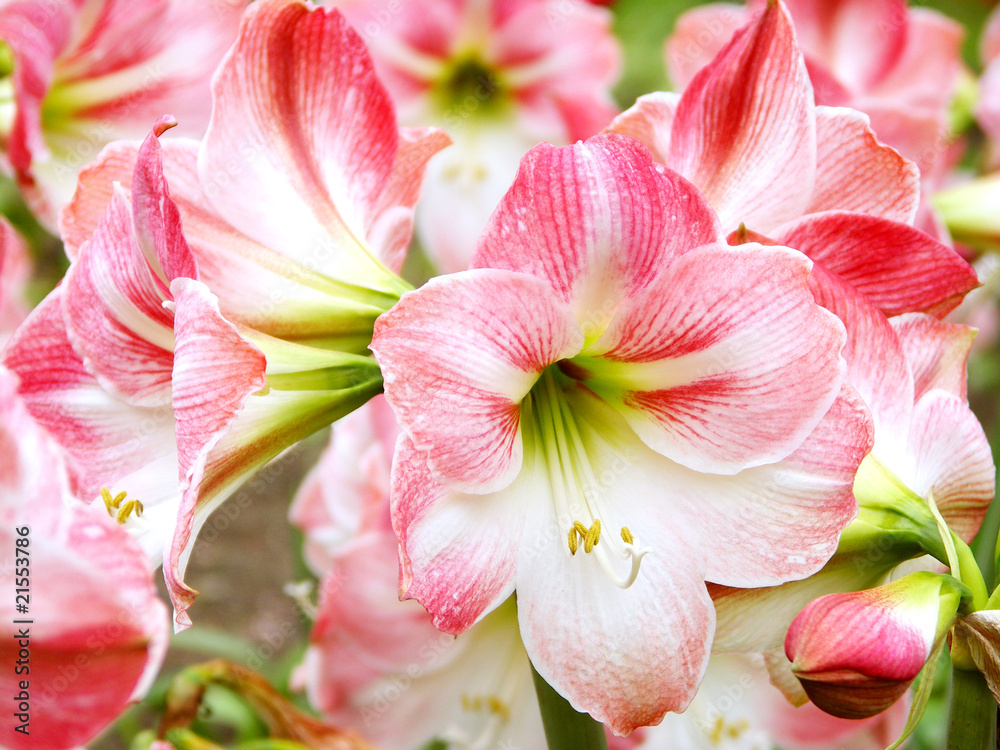 アマリリスの花 アマリリスの花
