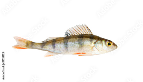 Small perch isolated on white background