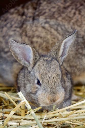 Cute fluffy domestic rabbit close-up